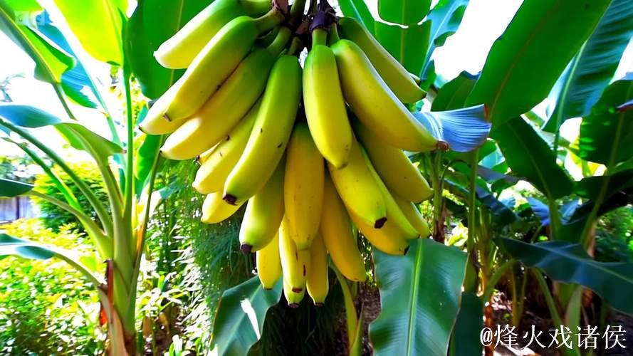 香蕉黄色视频 香蕉黄色视频